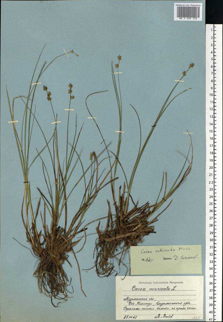 Carex echinata Murray, Eastern Europe, Northern region (E1) (Russia)