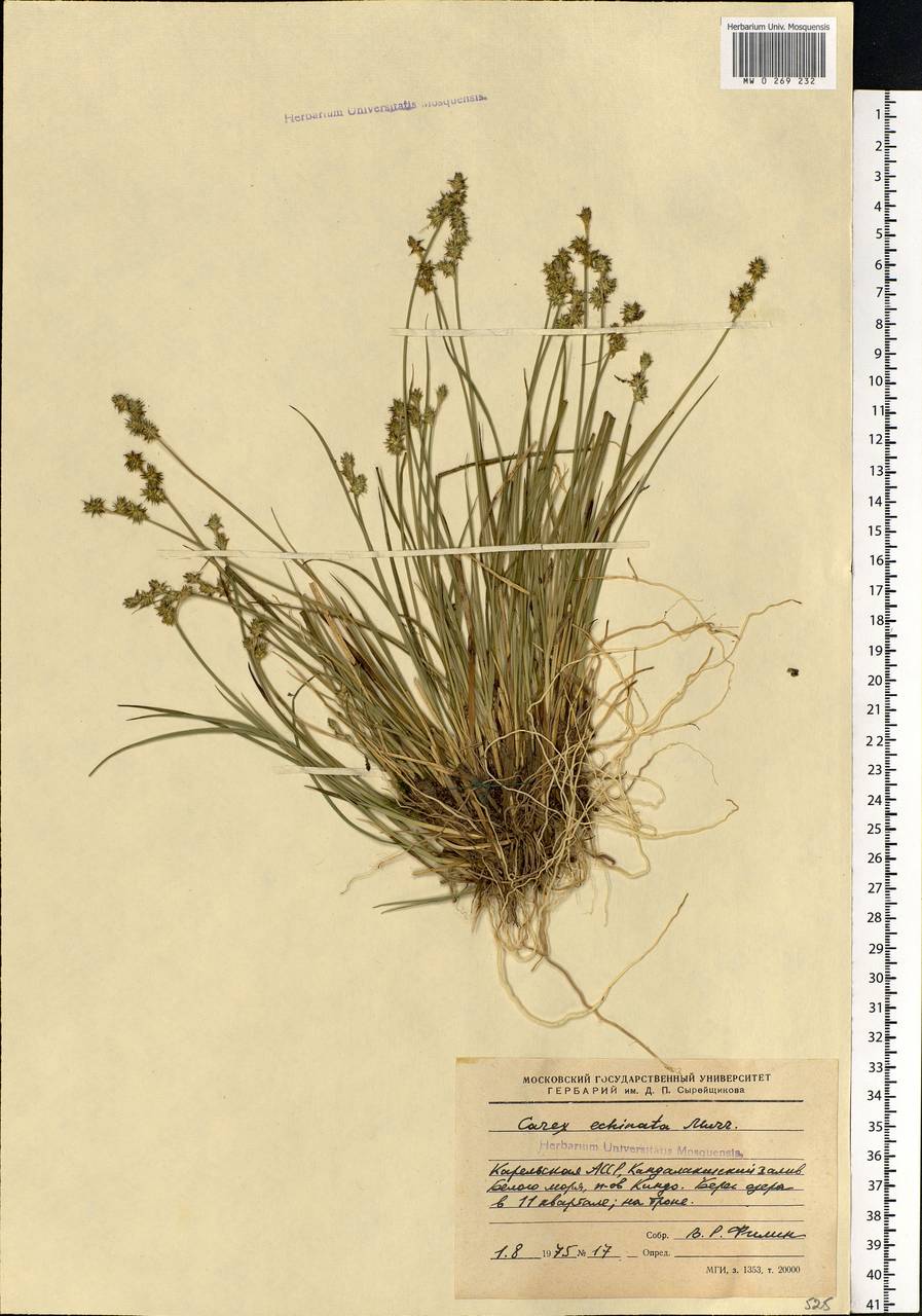 Carex echinata Murray, Eastern Europe, Northern region (E1) (Russia)