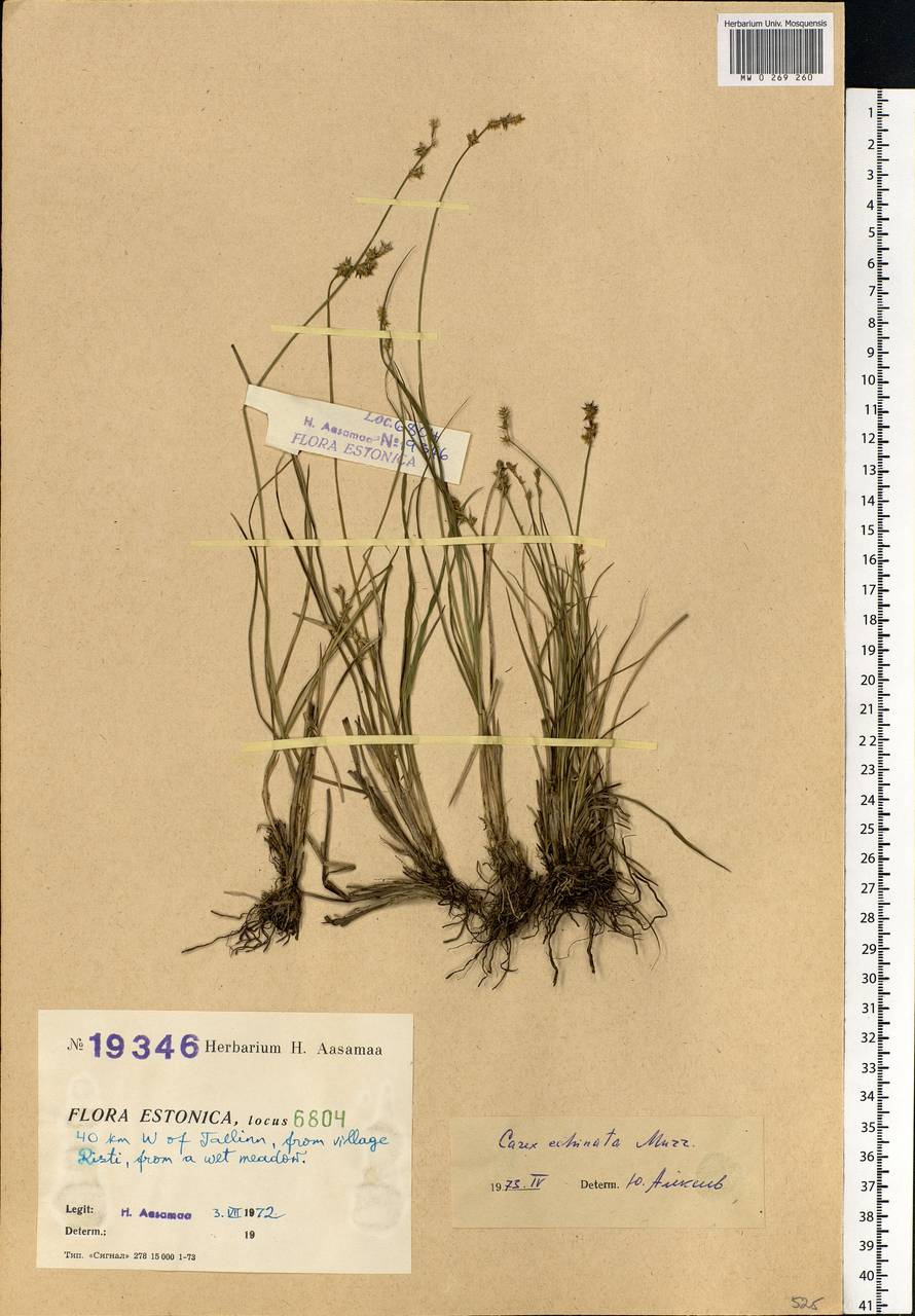 Carex echinata Murray, Eastern Europe, Estonia (E2c) (Estonia)