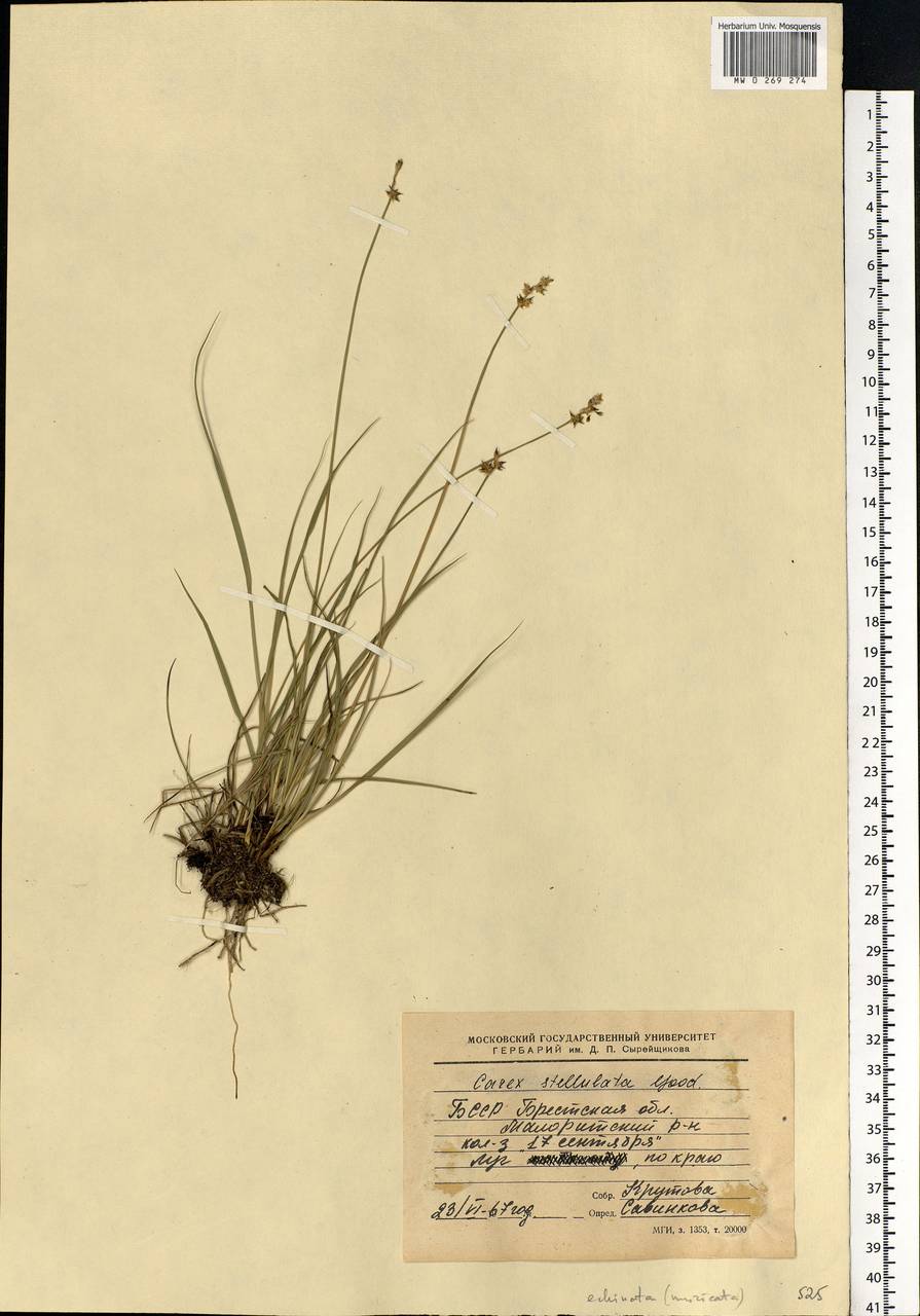 Carex echinata Murray, Eastern Europe, Belarus (E3a) (Belarus)