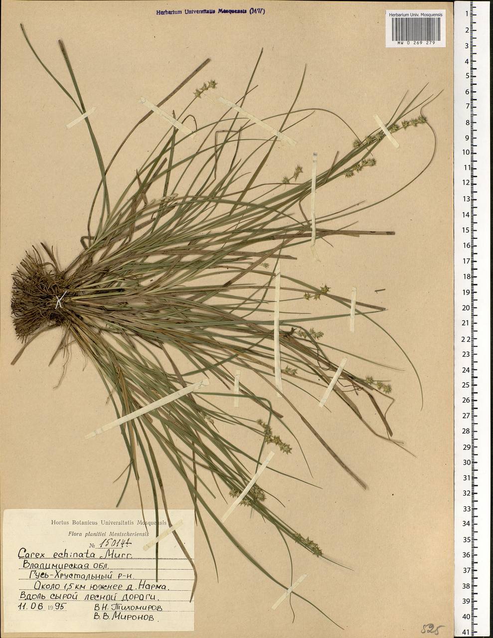 Carex echinata Murray, Eastern Europe, Central region (E4) (Russia)
