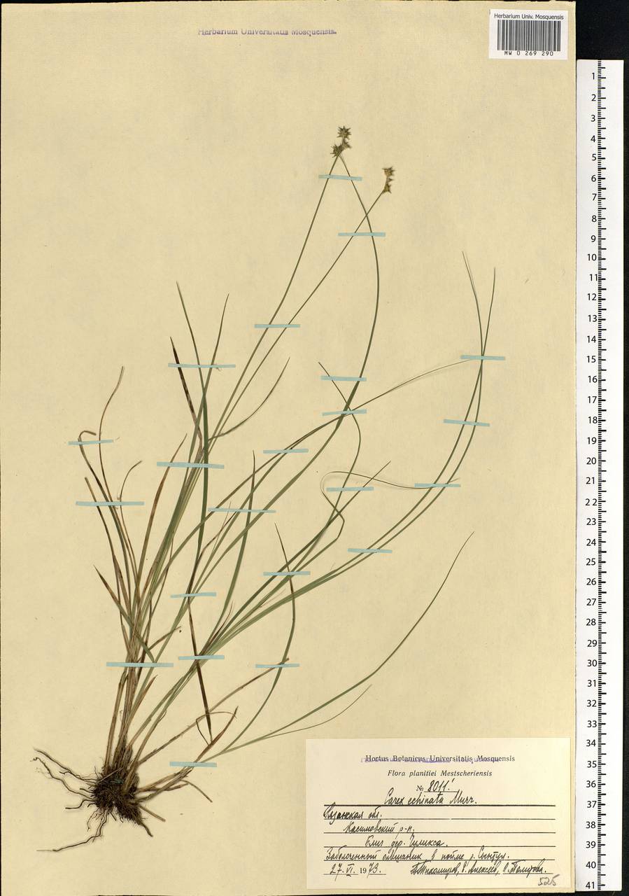 Carex echinata Murray, Eastern Europe, Central region (E4) (Russia)
