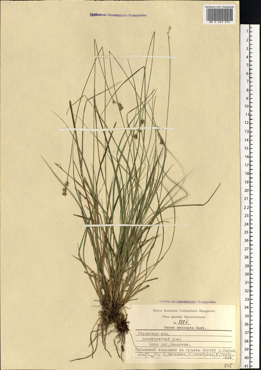 Carex echinata Murray, Eastern Europe, Central region (E4) (Russia)