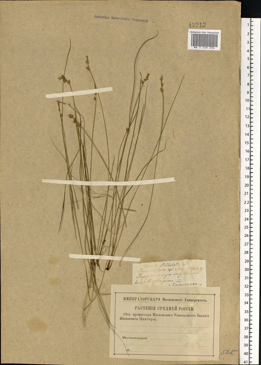 Carex echinata Murray, Eastern Europe, Central region (E4) (Russia)