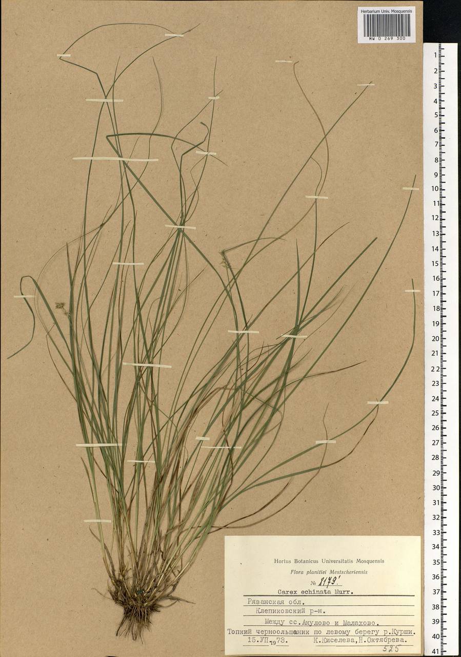 Carex echinata Murray, Eastern Europe, Central region (E4) (Russia)
