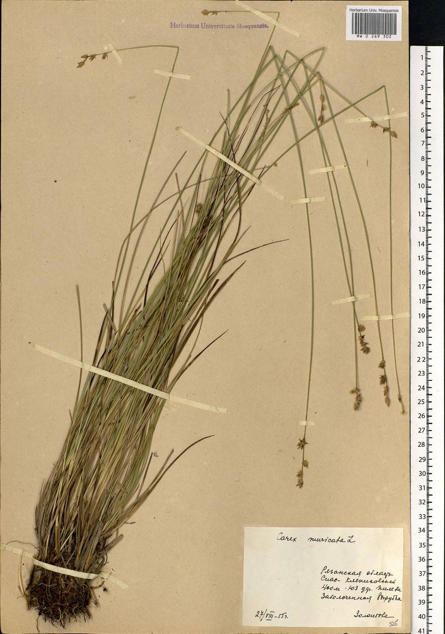 Carex echinata Murray, Eastern Europe, Central region (E4) (Russia)