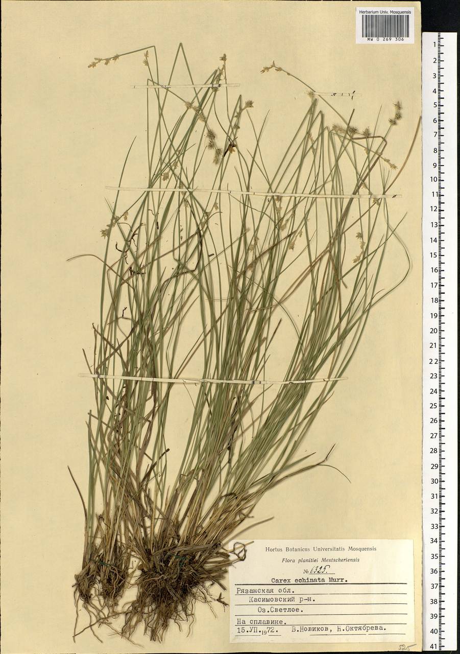 Carex echinata Murray, Eastern Europe, Central region (E4) (Russia)