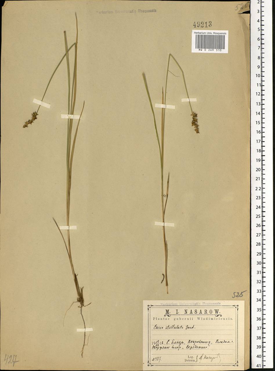 Carex echinata Murray, Eastern Europe, Central region (E4) (Russia)