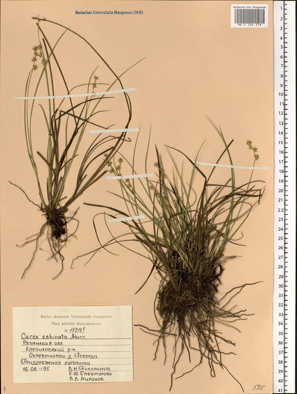 Carex echinata Murray, Eastern Europe, Central region (E4) (Russia)