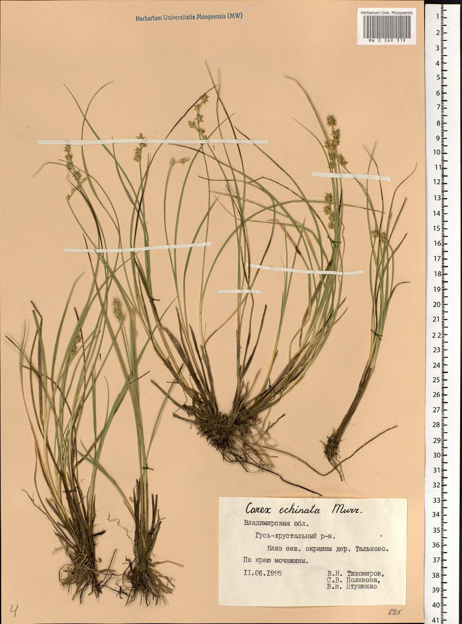 Carex echinata Murray, Eastern Europe, Central region (E4) (Russia)