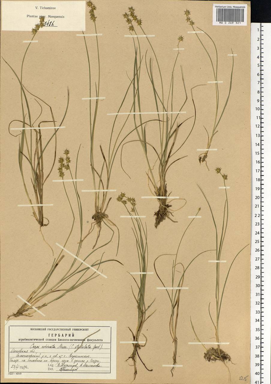 Carex echinata Murray, Eastern Europe, Moscow region (E4a) (Russia)