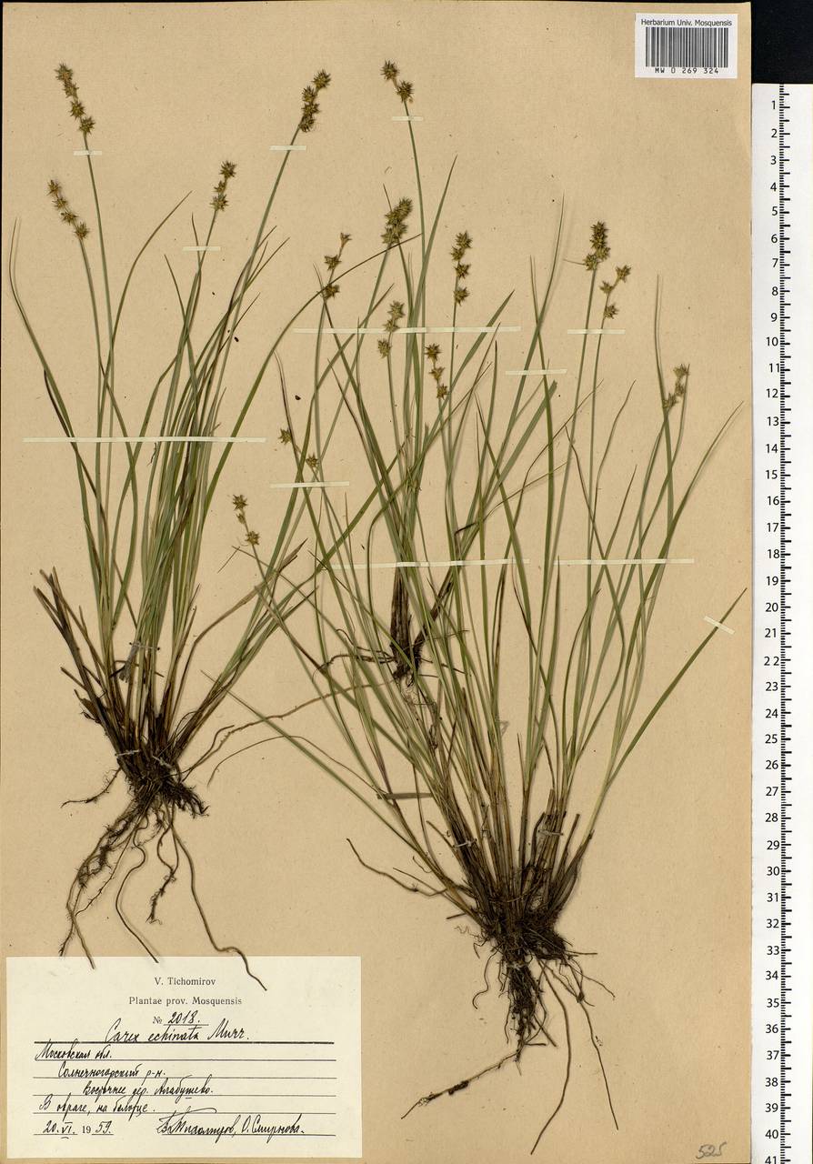Carex echinata Murray, Eastern Europe, Moscow region (E4a) (Russia)