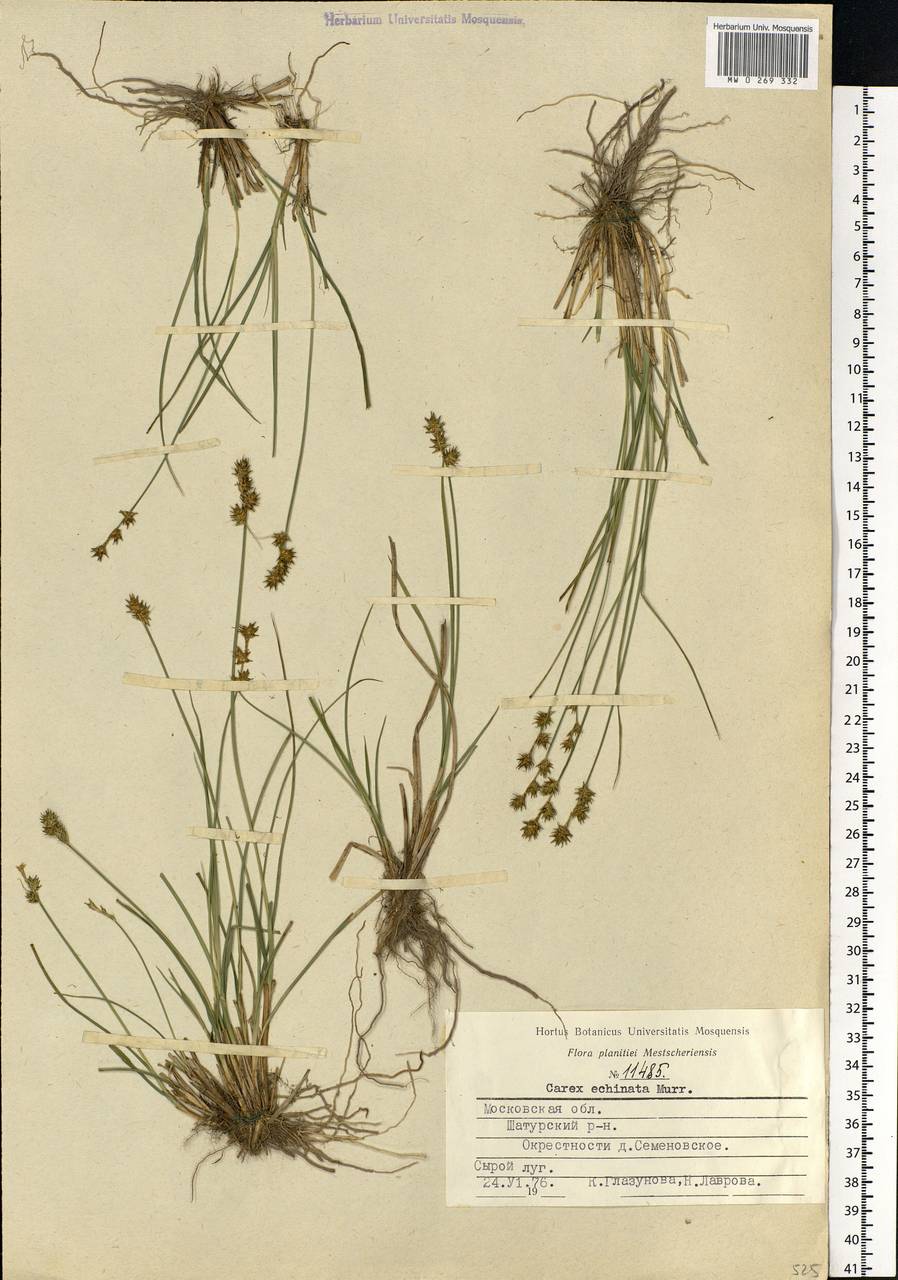 Carex echinata Murray, Eastern Europe, Moscow region (E4a) (Russia)
