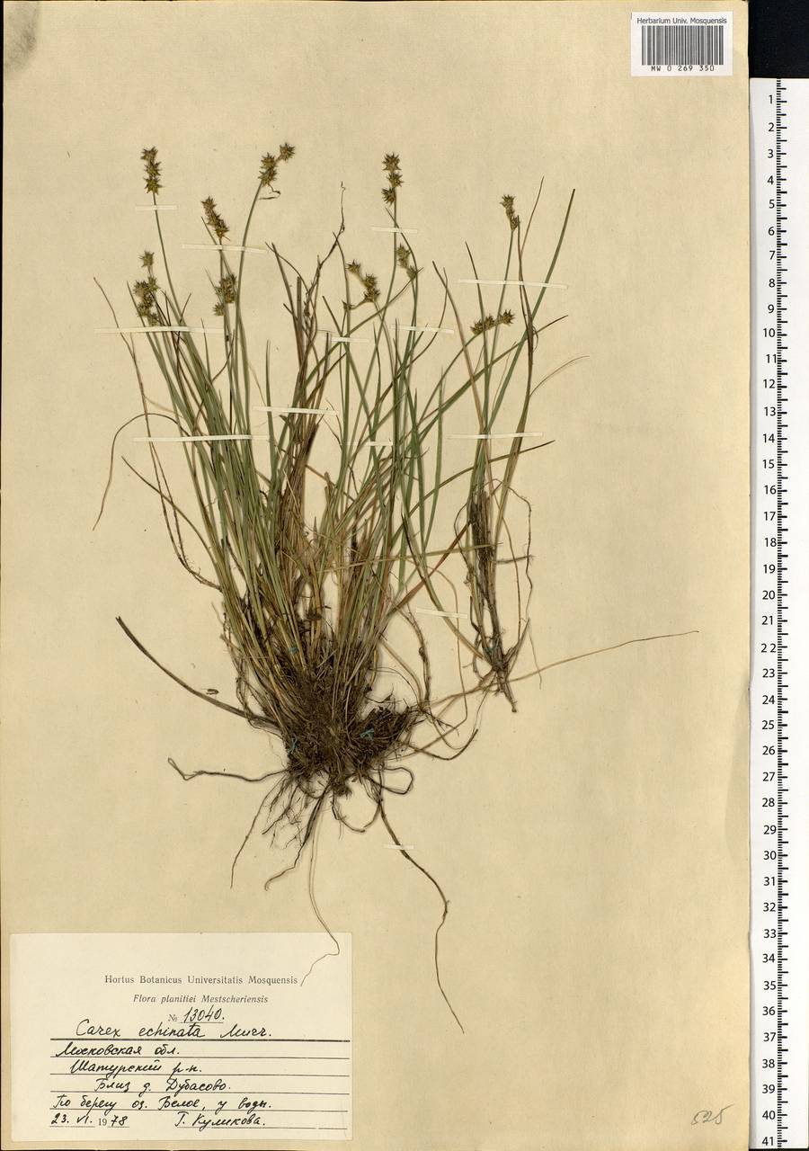 Carex echinata Murray, Eastern Europe, Moscow region (E4a) (Russia)