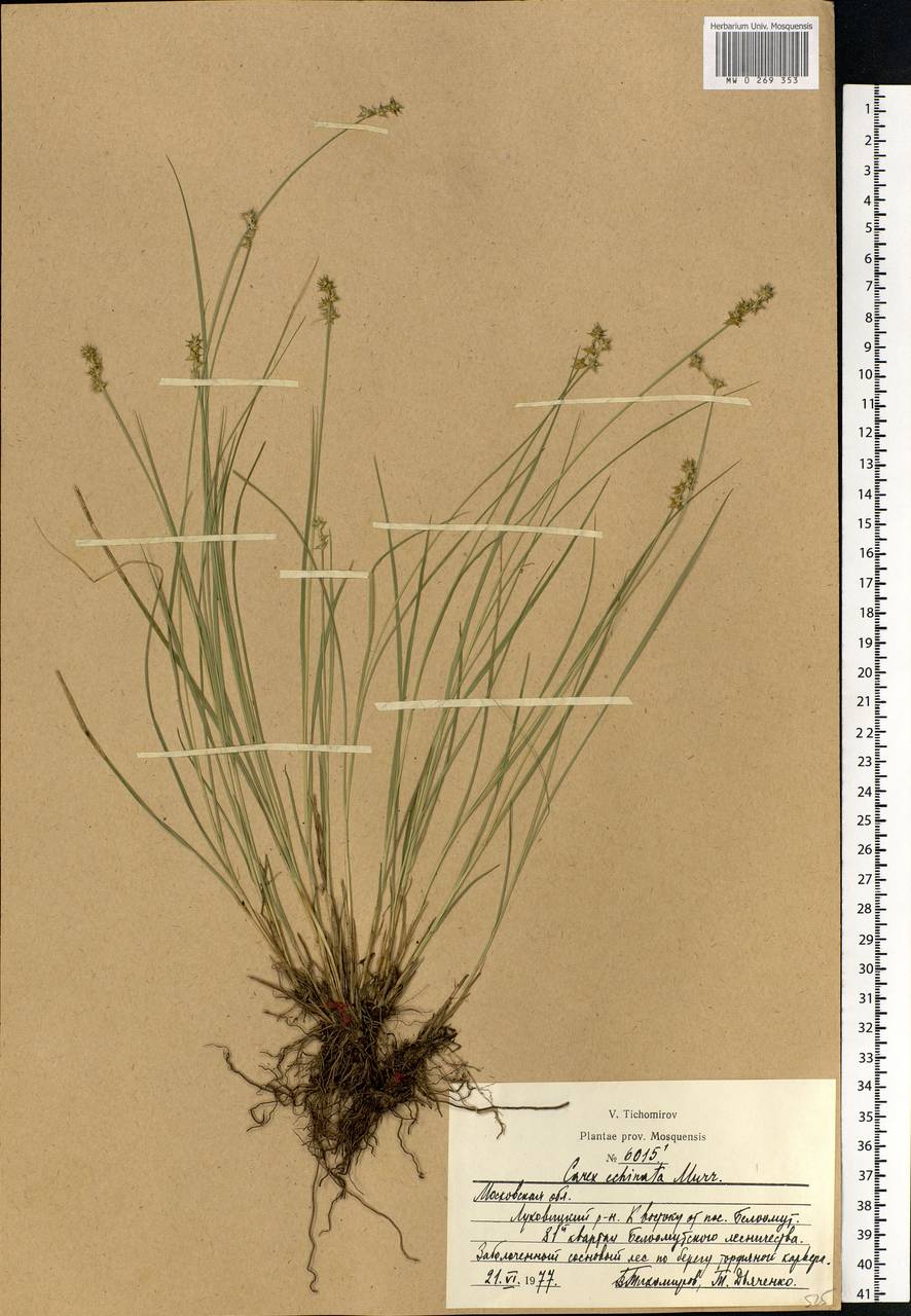 Carex echinata Murray, Eastern Europe, Moscow region (E4a) (Russia)