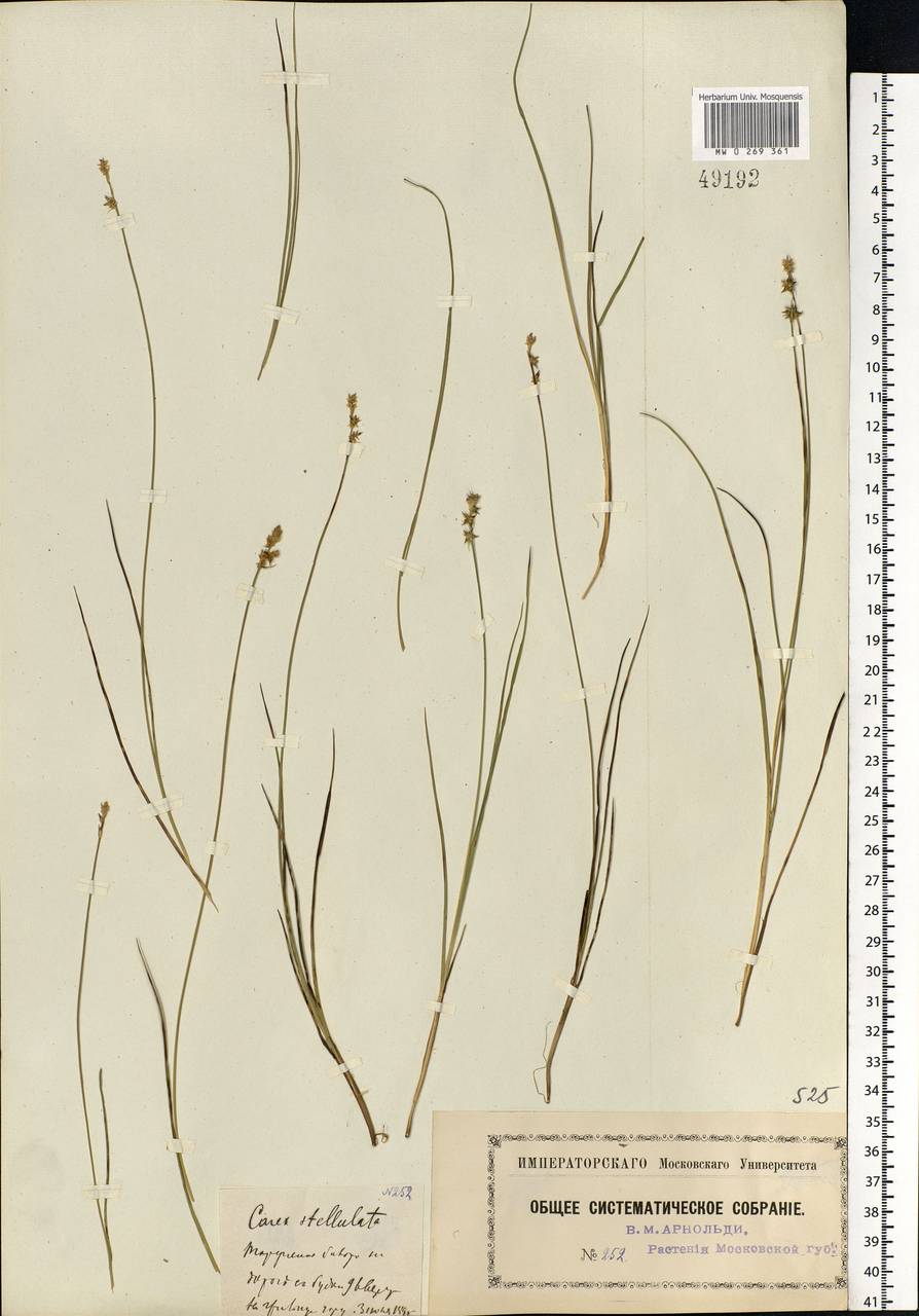 Carex echinata Murray, Eastern Europe, Moscow region (E4a) (Russia)