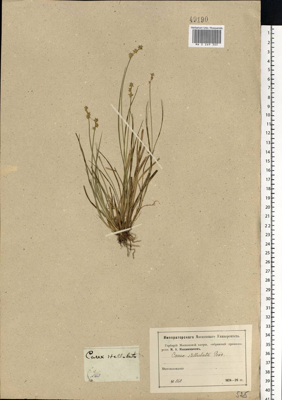 Carex echinata Murray, Eastern Europe, Moscow region (E4a) (Russia)