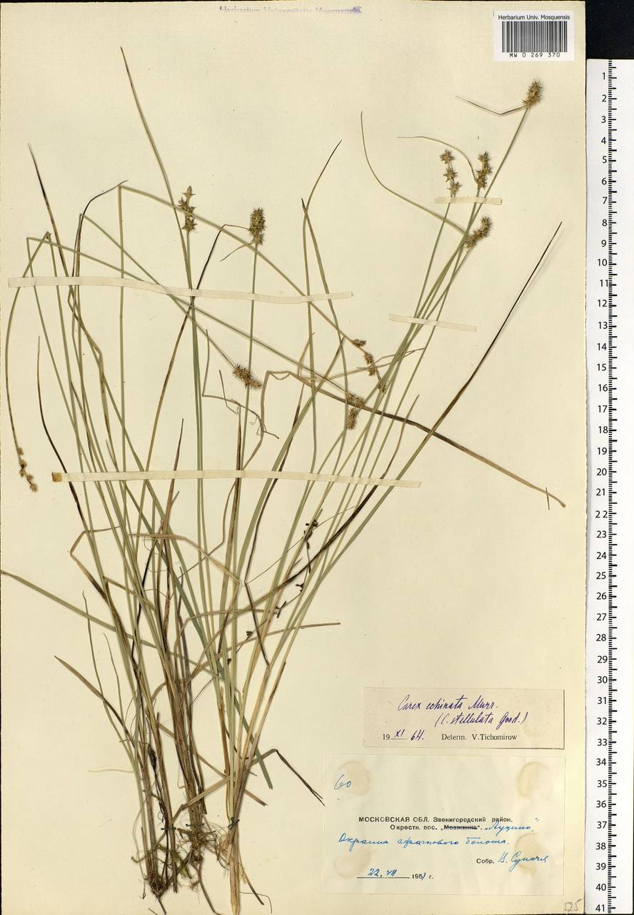 Carex echinata Murray, Eastern Europe, Moscow region (E4a) (Russia)