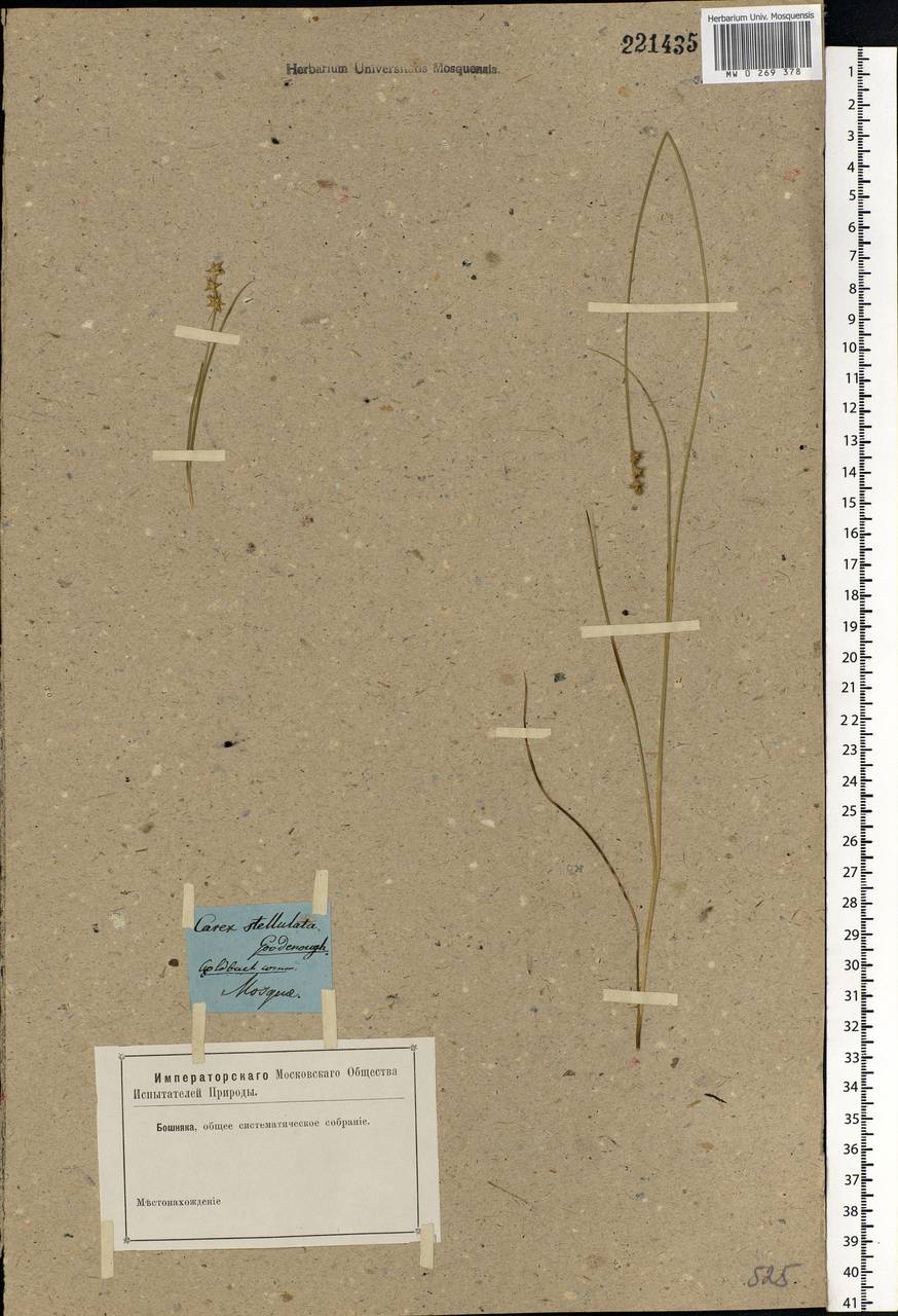 Carex echinata Murray, Eastern Europe, Moscow region (E4a) (Russia)