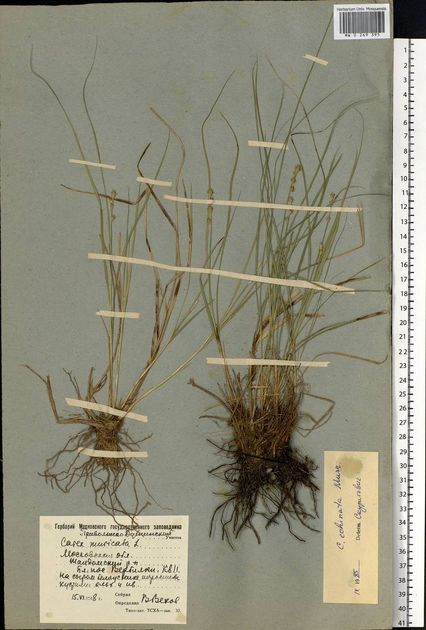 Carex echinata Murray, Eastern Europe, Moscow region (E4a) (Russia)