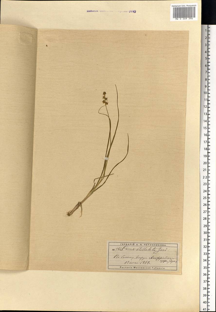 Carex echinata Murray, Eastern Europe, Moscow region (E4a) (Russia)