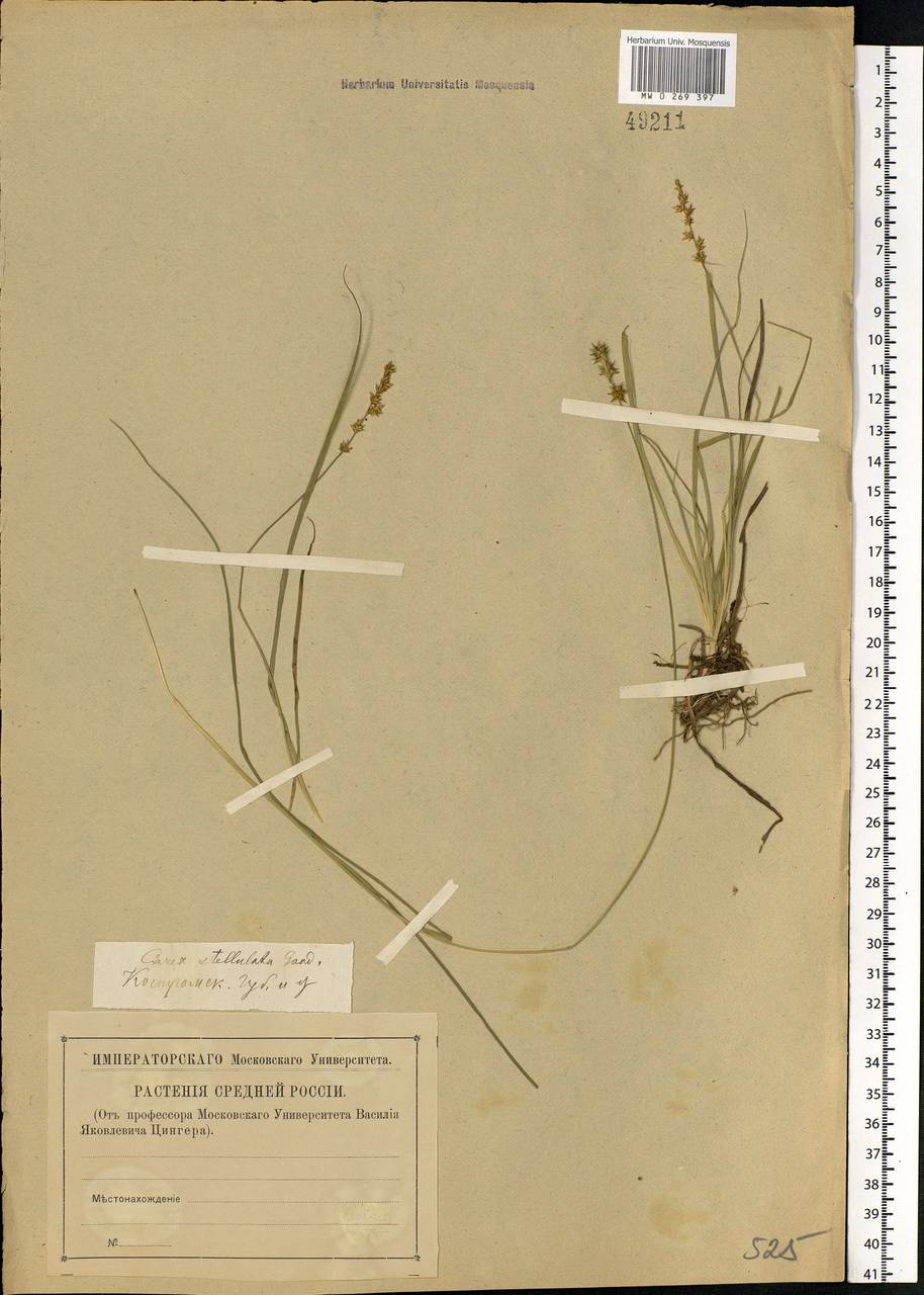 Carex echinata Murray, Eastern Europe, Central forest region (E5) (Russia)