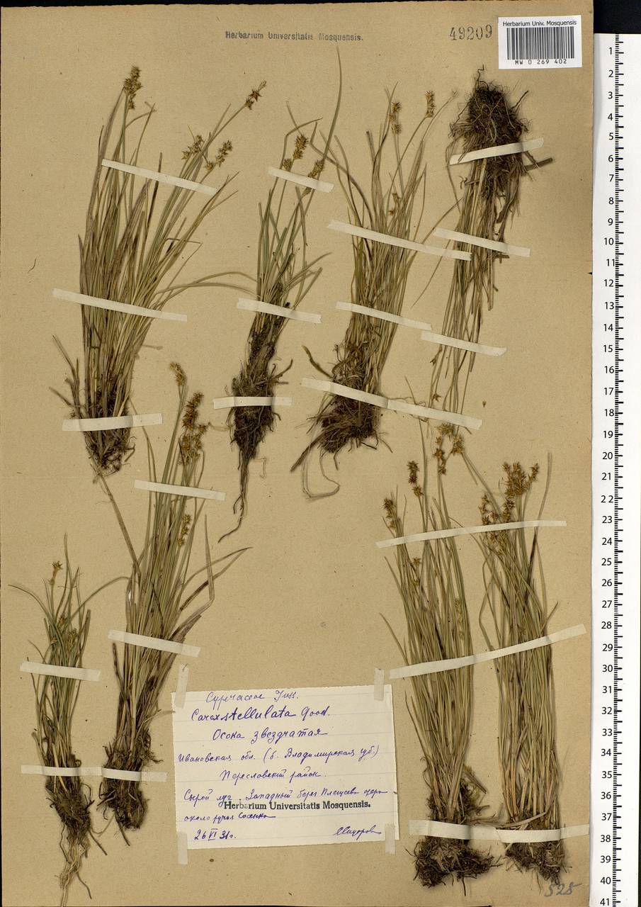 Carex echinata Murray, Eastern Europe, Central forest region (E5) (Russia)