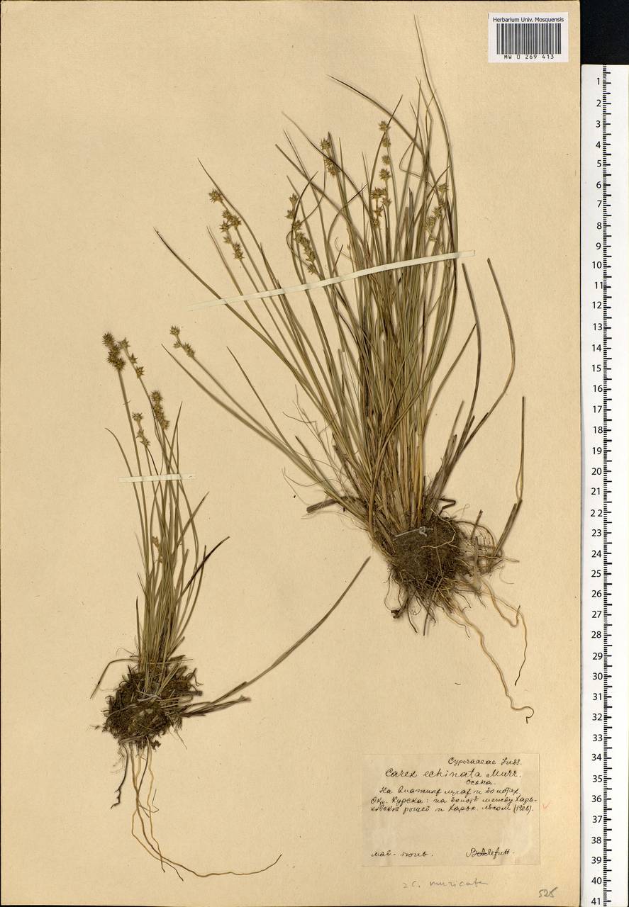Carex echinata Murray, Eastern Europe, Central forest-and-steppe region (E6) (Russia)