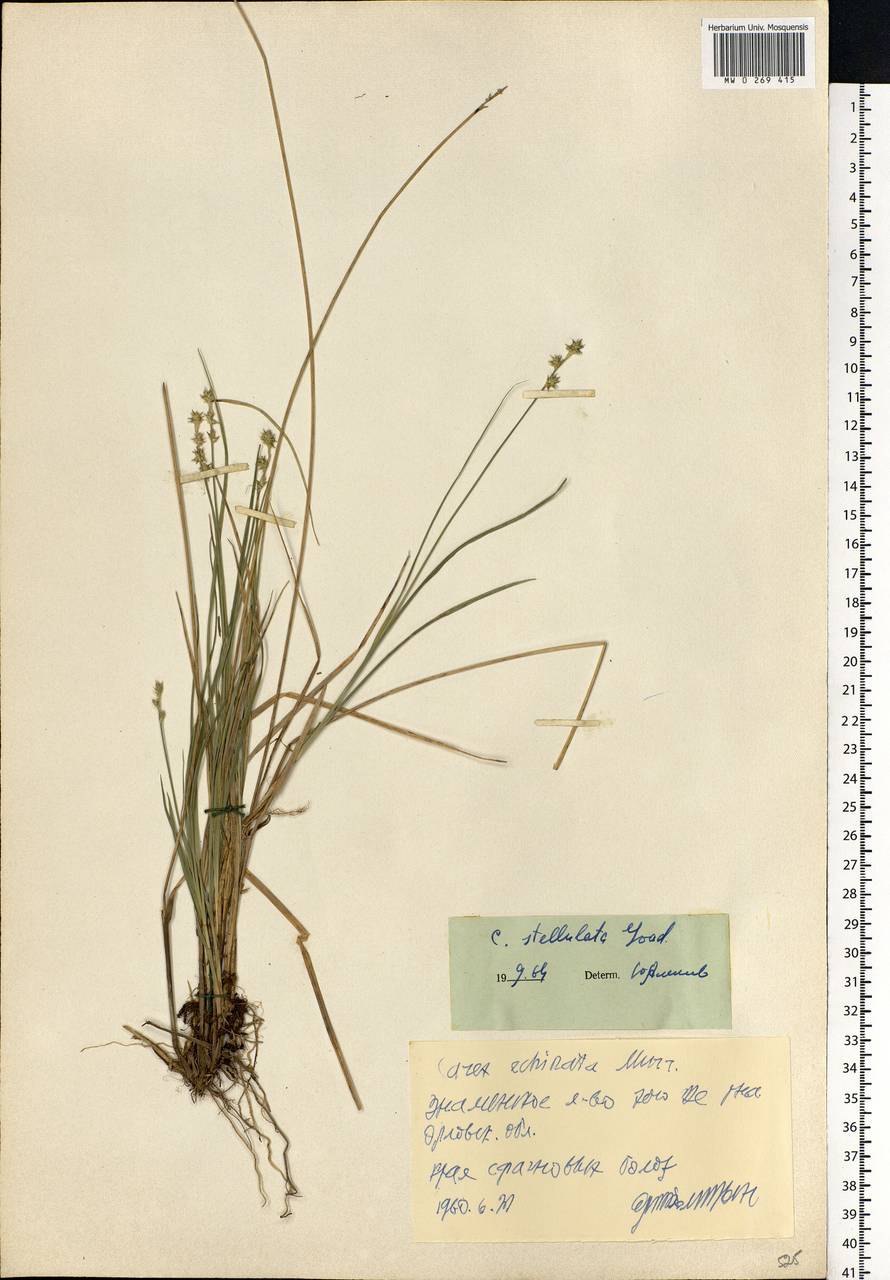 Carex echinata Murray, Eastern Europe, Central forest-and-steppe region (E6) (Russia)