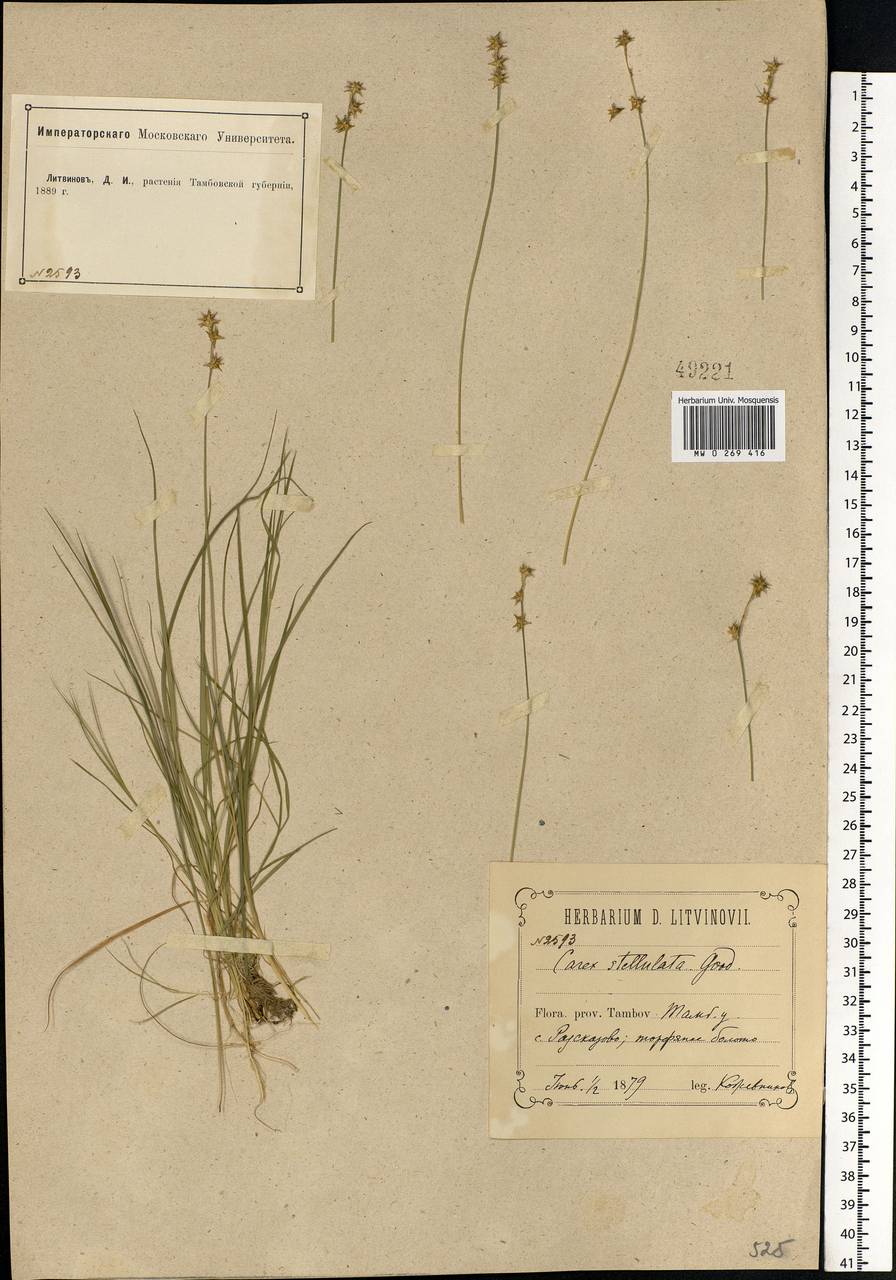 Carex echinata Murray, Eastern Europe, Central forest-and-steppe region (E6) (Russia)