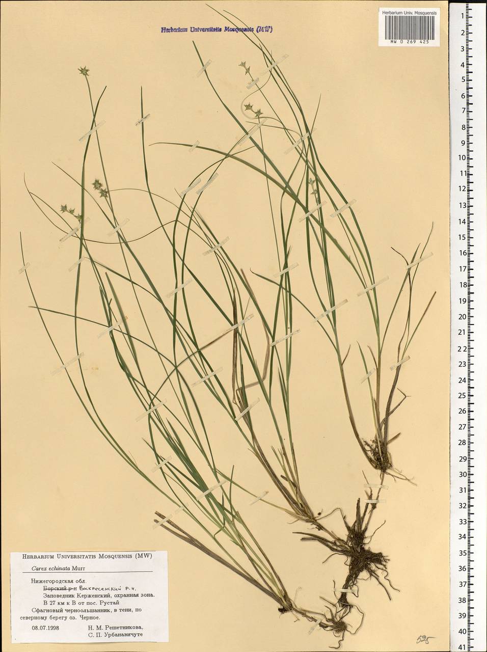 Carex echinata Murray, Eastern Europe, Volga-Kama region (E7) (Russia)