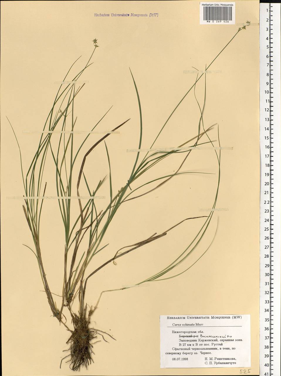 Carex echinata Murray, Eastern Europe, Volga-Kama region (E7) (Russia)