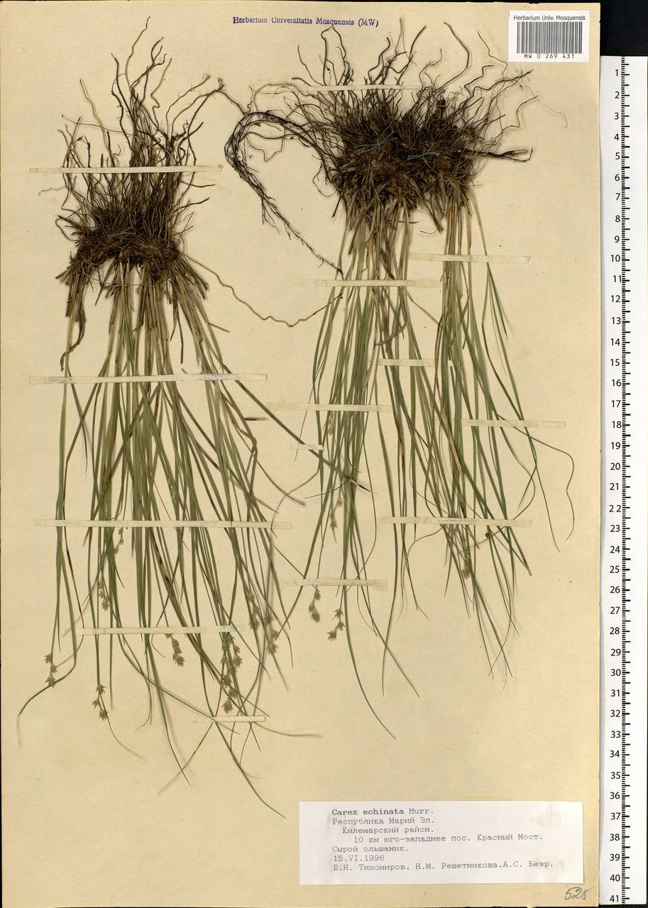 Carex echinata Murray, Eastern Europe, Middle Volga region (E8) (Russia)