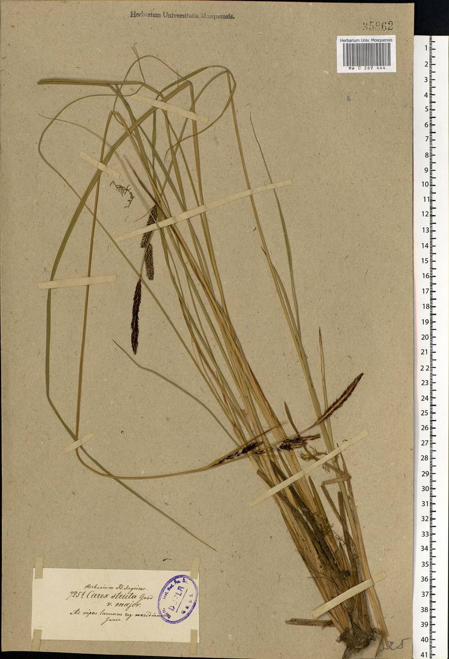 Carex elata All., Eastern Europe, North-Western region (E2) (Russia)