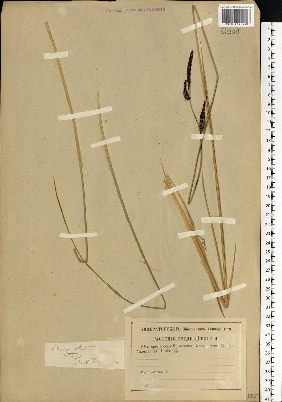 Carex elata All., Eastern Europe, North-Western region (E2) (Russia)