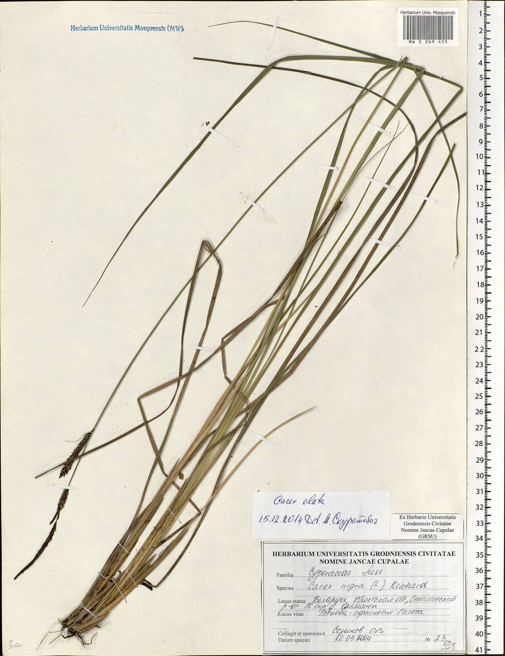 Carex elata All., Eastern Europe, Belarus (E3a) (Belarus)