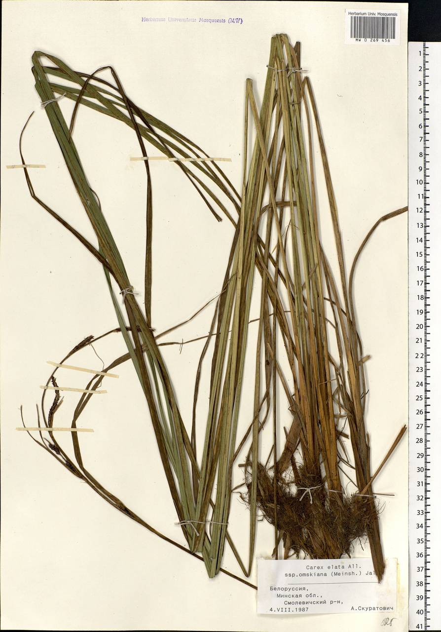 Carex elata All., Eastern Europe, Belarus (E3a) (Belarus)