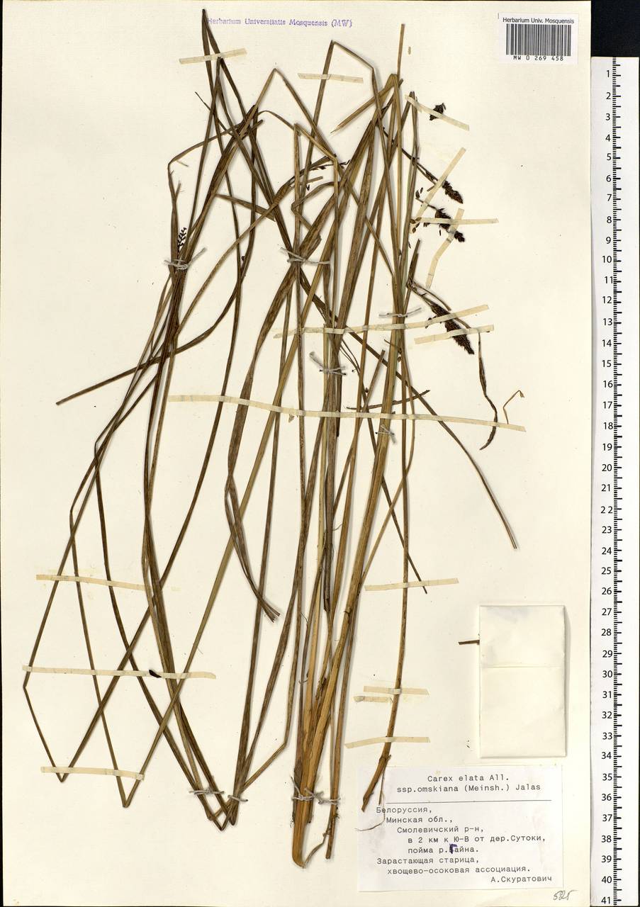 Carex elata All., Eastern Europe, Belarus (E3a) (Belarus)