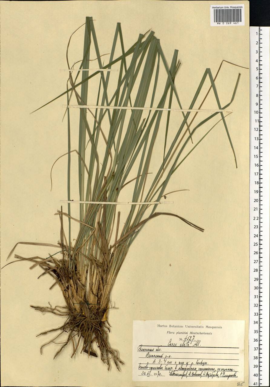 Carex elata All., Eastern Europe, Central region (E4) (Russia)