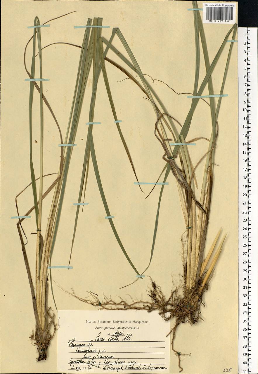 Carex elata All., Eastern Europe, Central region (E4) (Russia)