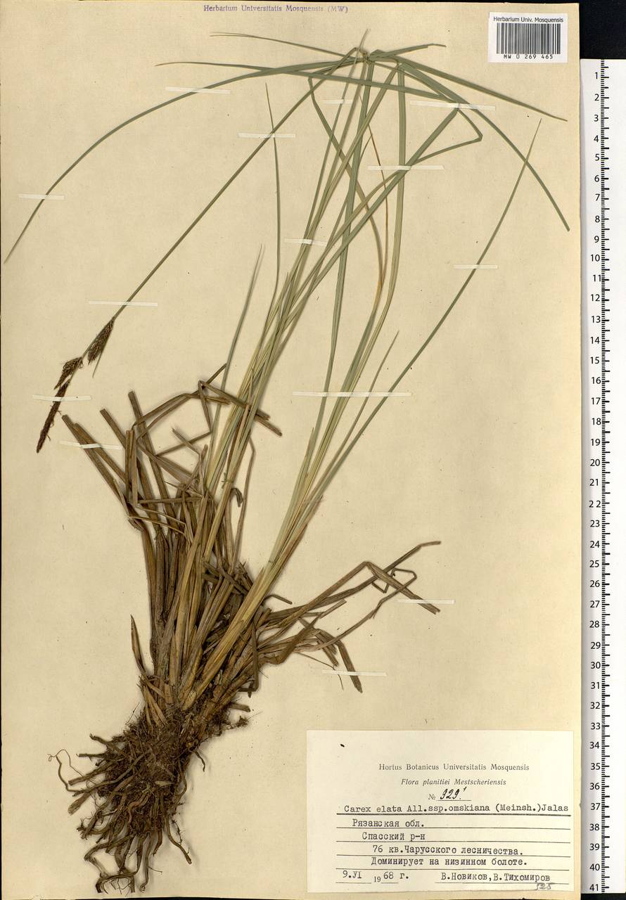 Carex elata All., Eastern Europe, Central region (E4) (Russia)