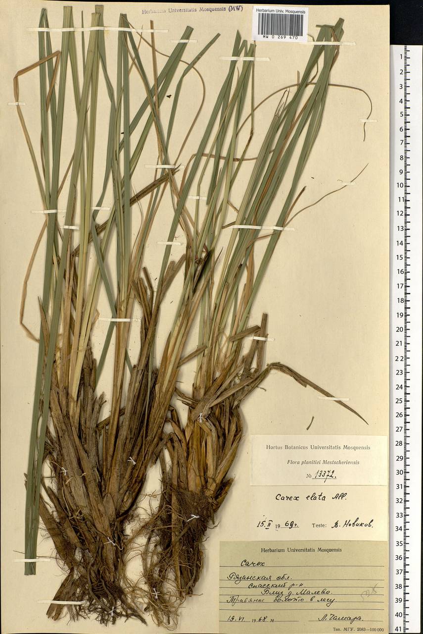 Carex elata All., Eastern Europe, Central region (E4) (Russia)