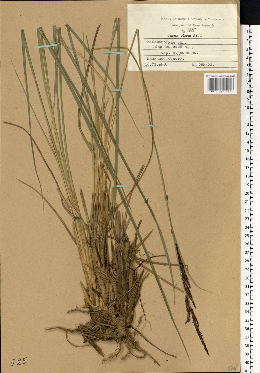 Carex elata All., Eastern Europe, Central region (E4) (Russia)