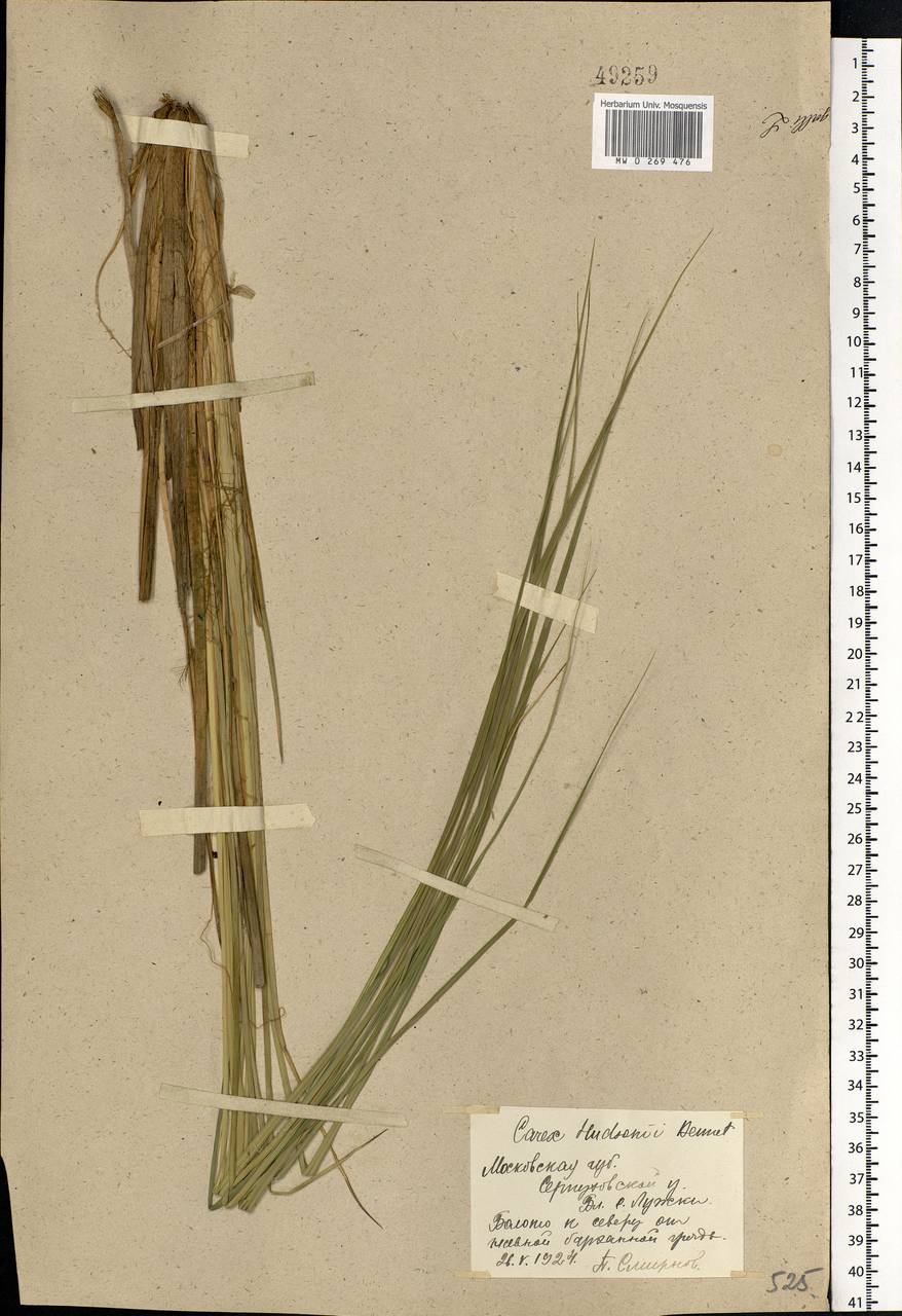 Carex elata All., Eastern Europe, Moscow region (E4a) (Russia)