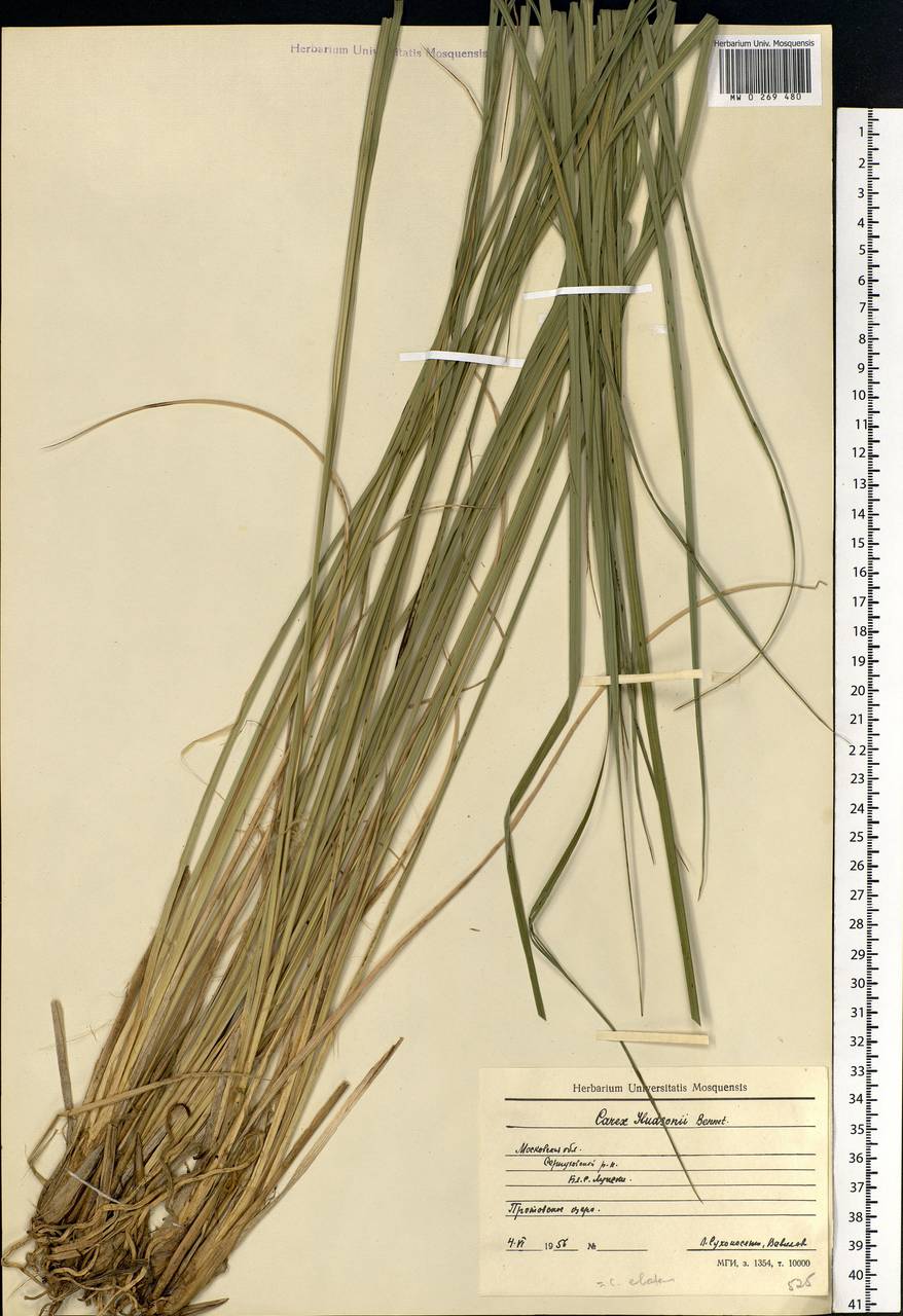 Carex elata All., Eastern Europe, Moscow region (E4a) (Russia)