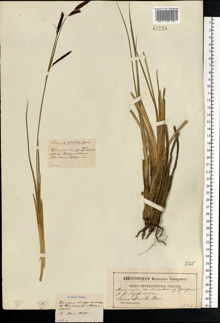Carex elata All., Eastern Europe, Moscow region (E4a) (Russia)