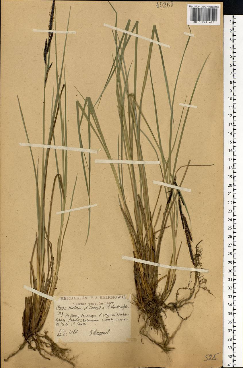 Carex elata All., Eastern Europe, Central forest-and-steppe region (E6) (Russia)