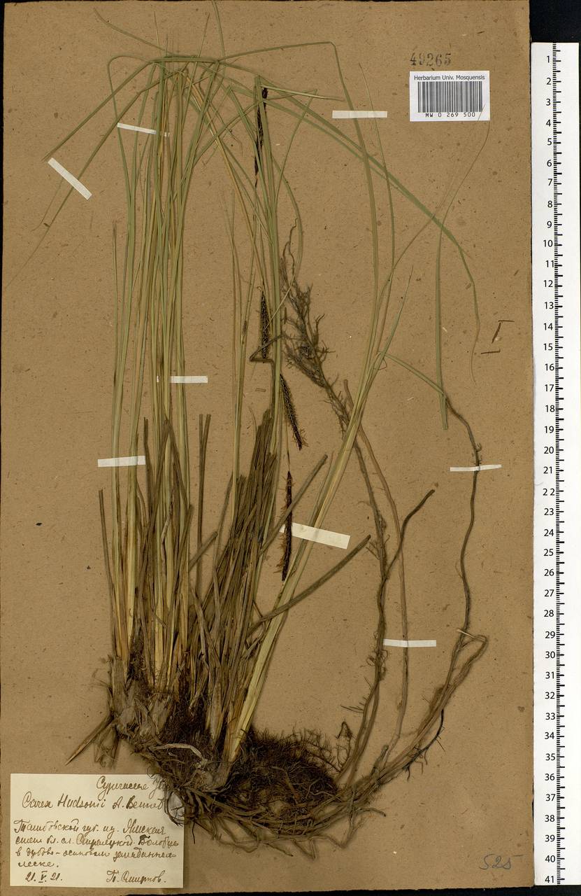 Carex elata All., Eastern Europe, Central forest-and-steppe region (E6) (Russia)