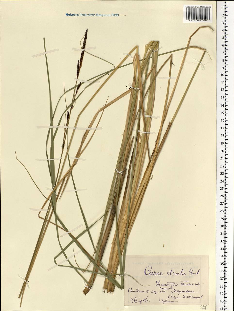 Carex elata All., Eastern Europe, Central forest-and-steppe region (E6) (Russia)