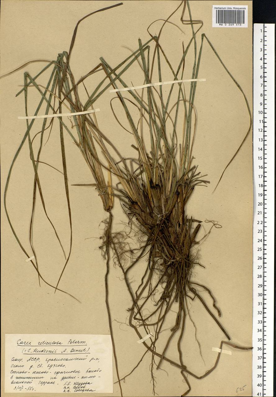 Carex elata All., Eastern Europe, Eastern region (E10) (Russia)